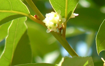 Лавър (Laurus nobilis) Лавър (Laurus nobilis)